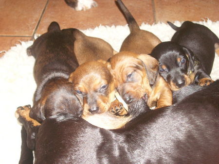 Kurzhaardackel Hunde Foto 38629 Kurzhaardackel Das sind die wilden D's