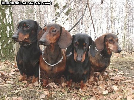 Kurzhaardackel Hunde Foto 17035 in höherer Auflösung ansehen Kurzhaardackel Cardo, Ragazzo, Sweety ,Tora