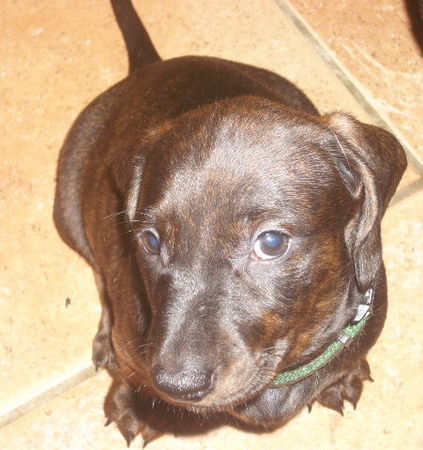 Kurzhaardackel Hunde Foto 38844 in höherer Auflösung ansehen Kurzhaardackel das ist Dexter von der Hommelheide er hat die seltene Farbe gestromt er sucht noch ein liebes zuhause
