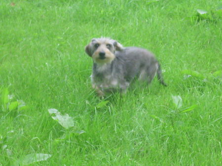 Kurzhaardackel Hunde Foto 38631 Kurzhaardackel Angelina-Martischa von der Hommelheide