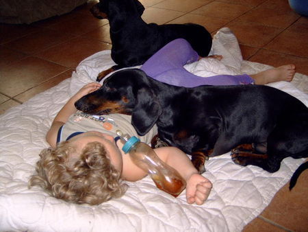 Kurzhaardackel Hunde Foto 32508 Kurzhaardackel Leon von der Hommelheide er läßt Joel nicht aus den augen egal was er auch macht.die beiden sind nicht zu trennen