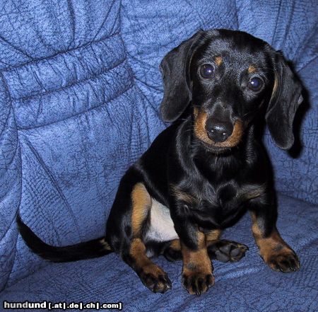 Kurzhaardackel Hunde Foto 17836 Kurzhaardackel Andy 5 Monate Alt (Zwergdackel)