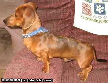 Kurzhaardackel Hunde Foto 18185 Kurzhaardackel