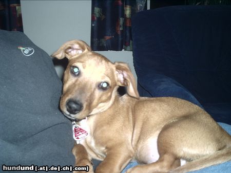 Kurzhaardackel Hunde Foto 11851 Kurzhaardackel Wer bist denn du? Ich bin der Tron !