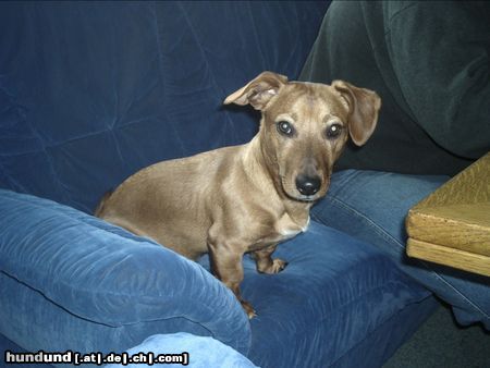 Kurzhaardackel Hunde Foto 11850 Kurzhaardackel Hier sitz nur ich