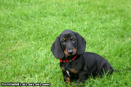 Kurzhaardackel Hunde Foto 18057 Kurzhaardackel Bodo 10 Wochen