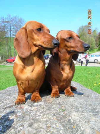 Kurzhaardackel Cleo von der Hallwanger Pferdekoppel und Axinja von der Porta Westfalica, kurzhaardackel in der Farbe rot