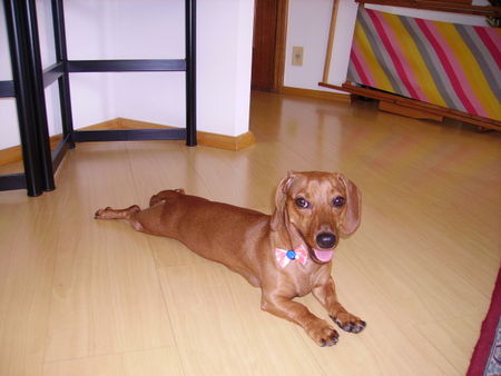 Kurzhaardackel Hunde Foto 29613 in höherer Auflösung ansehen Kurzhaardackel ich habe gebadet (Dory aus São Paulo)