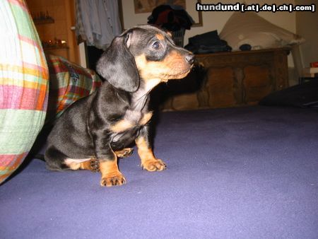Kurzhaardackel Hunde Foto 17325 Kurzhaardackel