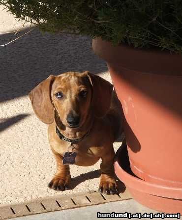 Kurzhaardackel Hunde Foto 18187 Kurzhaardackel