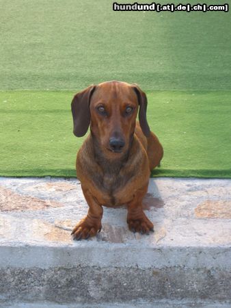 Kurzhaardackel Hunde Foto 4309 Kurzhaardackel