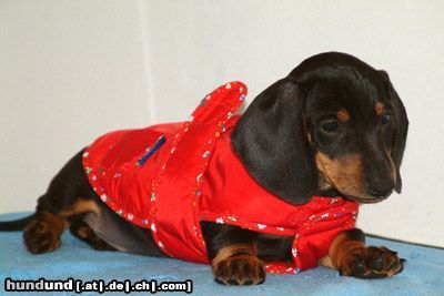 Kurzhaardackel Hunde Foto 15694 in höherer Auflösung ansehen Kurzhaardackel Jazz, 2 Monaten.