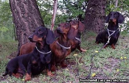 Kurzhaardackel Hunde Foto 12173 Kurzhaardackel CARDO,RAGAZZO, TORA,SWEETY