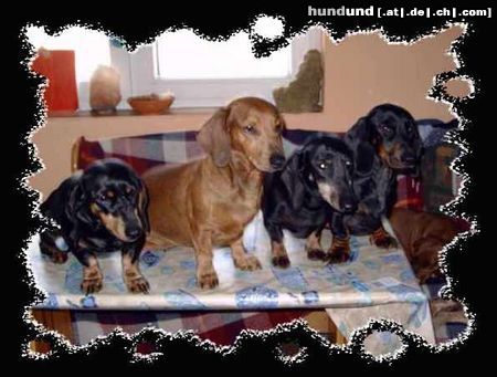 Kurzhaardackel Hunde Foto 19767 Kurzhaardackel das sind meine treuen dackel