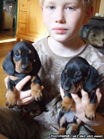 Kurzhaardackel Hunde Foto 44850 in höherer Auflösung ansehen Kurzhaardackel Mischka und Midas von den Dombergspatzen
