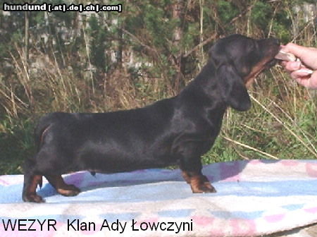 Kurzhaardackel Hunde Foto 25964 in höherer Auflösung ansehen Kurzhaardackel 6 weeks