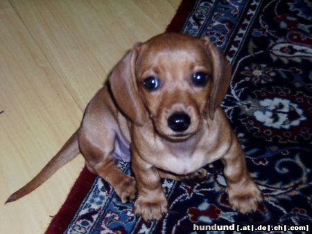 Kurzhaardackel Hunde Foto 20613 in höherer Auflösung ansehen Kurzhaardackel Dory aus São Paulo - Brasilien