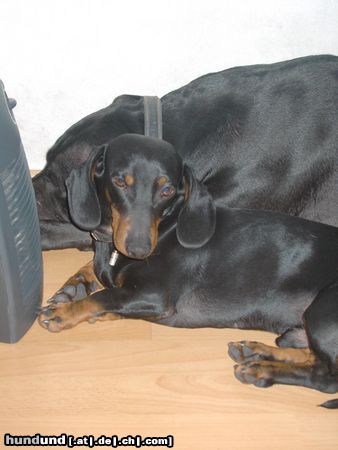 Kurzhaardackel Hunde Foto 11179 Kurzhaardackel Barnabas 3,5 Jahre