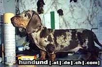 Kurzhaardackel Hunde Foto 12792 Kurzhaardackel