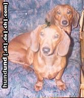 Kurzhaardackel Hunde Foto 19462 Kurzhaardackel das sind blanca und eliska von der Hommelheide