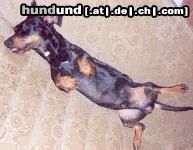Kurzhaardackel Hunde Foto 19429 in höherer Auflösung ansehen Kurzhaardackel das Ist Goliath von der Hommelheide beim schlafen