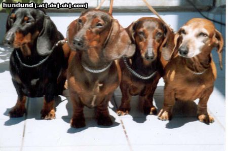 Kurzhaardackel Hunde Foto 8787 Kurzhaardackel Cardo,Ragazzo,Tora,Ada