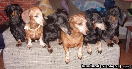 Kurzhaardackel Hunde Foto 45439 Kurzhaardackel meine Kurzhaardackel