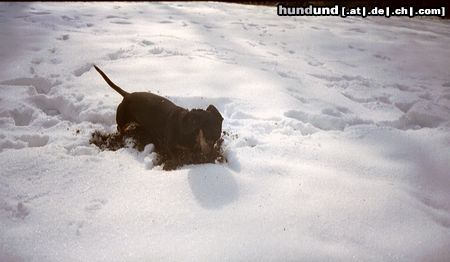 Kurzhaardackel Hunde Foto 21195 in höherer Auflösung ansehen Kurzhaardackel Ich weiß ganz genau das da eine Maus war!
