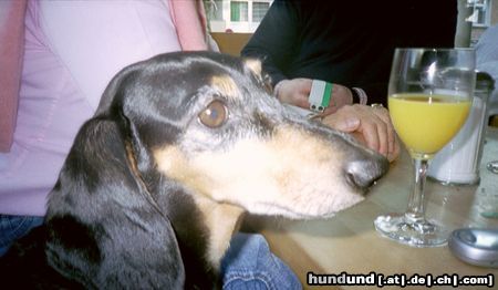 Kurzhaardackel Hunde Foto 21196 in höherer Auflösung ansehen Kurzhaardackel Herr Ober, bitte noch einen Milchkaffee