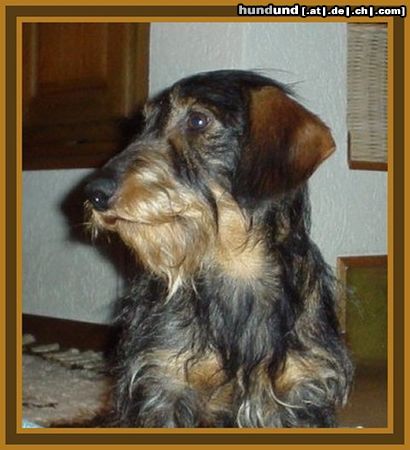 Kurzhaardackel Hunde Foto 8548 Kurzhaardackel Dackel Leo