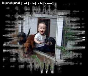 Kurzhaardackel Hunde Foto 22931 in höherer Auflösung ansehen Kurzhaardackel hallo ich bin joel und meine dackel
