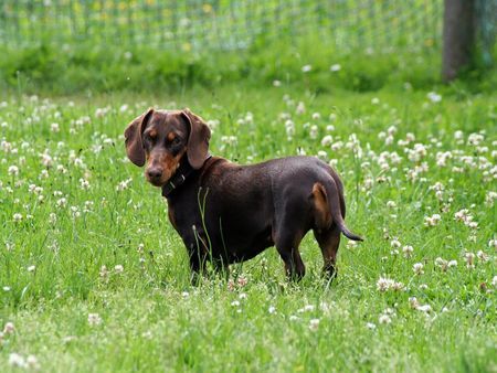Kurzhaardackel Hunde Foto 38884 Kurzhaardackel lady