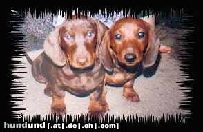 Kurzhaardackel Hunde Foto 19771 Kurzhaardackel das sind Franka und Fernando