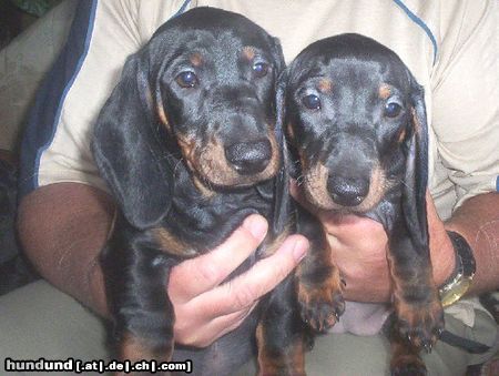 Kurzhaardackel Hunde Foto 24113 Kurzhaardackel Welpen (Int.Ch.Ragazzo Klan Ady Lowczyni xElta Norowy Wachach)