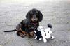 Kurzhaardackel Foto: Bodo 11 Wochen (ID 18147) Kurzhaardackel Hund