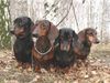 Kurzhaardackel Foto: Cardo, Ragazzo, Sweety ,Tora (ID 17035) Kurzhaardackel Hund