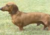 Kurzhaardackel Foto (ID 307) Kurzhaardackel Hund