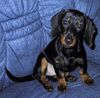 Kurzhaardackel Foto: Andy 5 Monate Alt (Zwergdackel) (ID 17836) Kurzhaardackel Hund