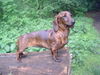 Kurzhaardackel Foto: Billy Jean von der Hommelheide (ID 31643) Kurzhaardackel Hund