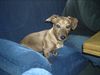 Kurzhaardackel Foto: Hier sitz nur ich (ID 11850) Kurzhaardackel Hund
