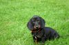 Kurzhaardackel Foto: Bodo 10 Wochen (ID 18057) Kurzhaardackel Hund
