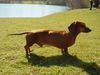 Kurzhaardackel Foto: Oskar am Baggersee (ID 4086) Kurzhaardackel Hund
