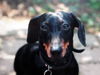 Kurzhaardackel Foto: Karl Amor von der Schloßstadt (ID 34385) Kurzhaardackel Hund