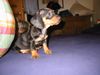 Kurzhaardackel Foto (ID 17325) Kurzhaardackel Hund