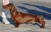 Kurzhaardackel Foto: Ch.PL,SK,Clubsieger'03 RAGAZZO Klan Ady Łowczyni (ID 8773) Kurzhaardackel Hund