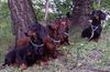 Kurzhaardackel Foto: CARDO,RAGAZZO, TORA,SWEETY (ID 12173) Kurzhaardackel Hund