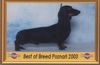 Kurzhaardackel Foto: Champion PL, Jug. Champion PL..... (zwerg) (ID 8750) Kurzhaardackel Hund