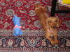 Kurzhaardackel Foto: ich bin schon 13 Monate alt (Dory aus Brasilien) (ID 29475) Kurzhaardackel Hund