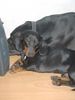 Kurzhaardackel Foto: Barnabas 3,5 Jahre (ID 11179) Kurzhaardackel Hund