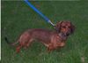 Kurzhaardackel Foto: Paula - 10 Monate - lieb - verschmust - gelehrig (ID 14743) Kurzhaardackel Hund